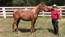 Belize-Interior-Learn to Ride in Belize